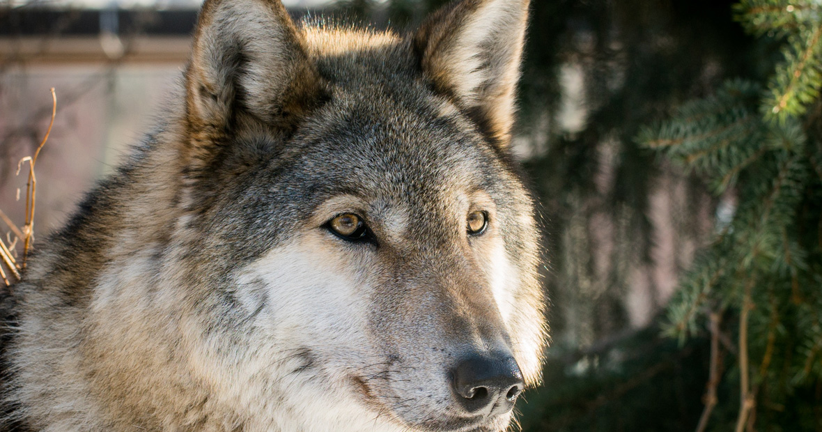 parcs aux animaux